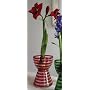 Amaryllis Bulb