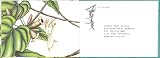 新版 かまきり―おおかまきりの一生 (こんちゅうの一生シリーズ) (福音館の科学シリーズ) 画像