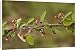 Canvas Prints of A wild cotoneaster from Ardea Wildlife Pets