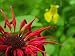 Close Up of Red Bee-Balm Flower, Pale Jewelweed Is Behind Photographic Poster Print by White & Petteway , 24x32