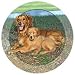 Golden Retriever Dog Absorbastone Coaster Set of 4