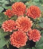 Berliner Kleene Dahlia Tuber - Bright Pink Blooms ! - B001MS6LTS