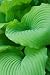 Piedmont Gold Hosta Leaves - 24