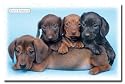 Keith Kimberlin (Dachshund Puppies) Art Poster Print - 24" X 36"