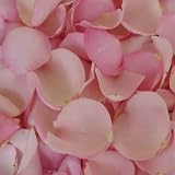 Light Pink Rose Petals