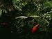 Orange and White Japanese Koi Drift in a Pond Near Green Ferns Animal Photographic Poster Print by Justin Guariglia, 24x32