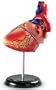 Heart Anatomy Model