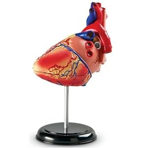 Heart Anatomy Model by 