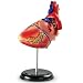 Heart Anatomy Model