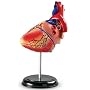 Heart Anatomy Model