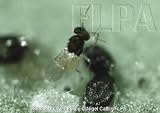 Encarsia Formosa for Whiteflies - 7,500