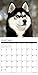 2016 Just Siberian Huskies Wall Calendar