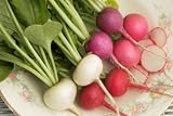 Radish Seeds - Rainbow - Easter Egg II
