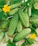 Cucumber Boston Pickling 20 Seeds Perfect for Canning and Slicing By Hinterland Trading