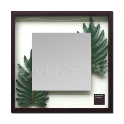 F-style Mirror （リーフパネル ミラー）・Phiolodendron cv.kookaburra クッカバラ　425x425x30mm