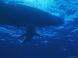A Caribbean Reef Shark Cruising in Clear Blue Waters Under a Boat Artists Photographic Poster Print, 18x24