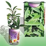 The Patent Magic Plant- Herb- Sage