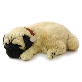 Perfect Petzzz Pug by Distributoys