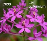 Epi. quitensium