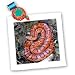 CORN SNAKE - 10x10 Quilt Square CORN SNAKE - 10x10 Quilt Square