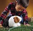 Guinea Pig Folkmanis Puppet - Plush, 12 Inches