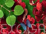 Eigenschaften Exoga  / Lebkuchenbaum Cercidiphyllum japonicum Samen