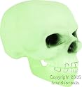 Halloween Glow-In-The-Dark Skull Prop