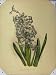 Single Flower Hyacinth 1897 Grey Purple Green Leaves