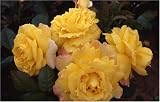 Review World of Roses  / China Town