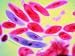 Paramecium Mag. X50 Unicellular Ciliate Photographic Poster Print, 16x12