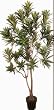 6' Bendable Dracaena Reflexa Tree