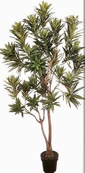 6' Bendable Dracaena Reflexa Tree