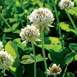 Grass Seed Reviews