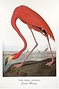 Audubon Greater Flamingo