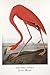 Audubon/Greater Flamingo Poster