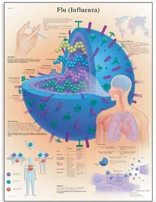 Anatomical Innovations 1177 Flu – Influenza Chart