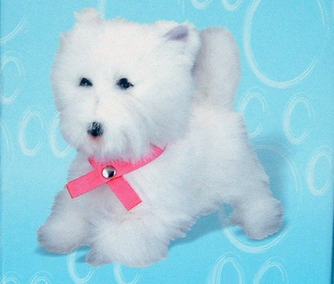 Childrens Toyshop  Toys : Phoebe The Walking Puppy
