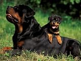 Domestic Dogs, Rottweiler with Puppy Lying on Its Back Animals Photographic Poster Print by Adriano Bacchella, 12x9