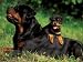 Domestic Dogs, Rottweiler with Puppy Lying on Its Back Animals Photographic Poster Print by Adriano Bacchella, 12x9