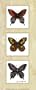 Bright Butterflies Art Poster Print by Peggy Thatch Sibley, 8x20