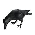 Crow Head Down Outdoor Decor