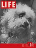 Life Magazine April 3, 1944: MOVIES: Margaret O'Brien; THEATER: 'Arsenic and Old Lace'; NATURAL HISTORY: Mexican Jumping Beans; ARMY & NAVY: Good Neighbors of Wounded Veterans