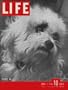 Life Magazine -  April 3, 1944: MOVIES: Margaret O'Brien; THEATER: 'Arsenic and Old Lace'; NATURAL HISTORY: Mexican Jumping Beans; ARMY & NAVY: Good Neighbors of Wounded Veterans