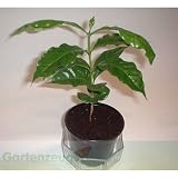 Eigenschaften Gartenzeugs  / Kaffee, Kaffeebaum (Coffea arabica), Jungpflanze