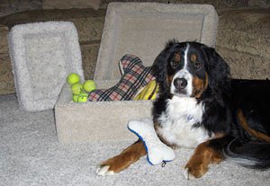 Carpeted Pet Toy Box : Color GREEN : Size EXTRA LARGE