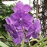 Ascda. Princess Mikasa 'Blue'