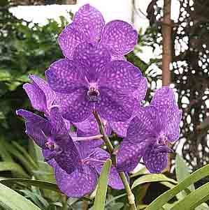 Ascda. Princess Mikasa 'Blue'