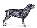 Original Rottweiler hand drawing