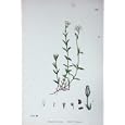 BOTANY PLANTS c1902 FIELD CHICKWEED CERASTIUM ARVENSE