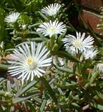 Hardy White Ice Plant - Perennial - Delosperma